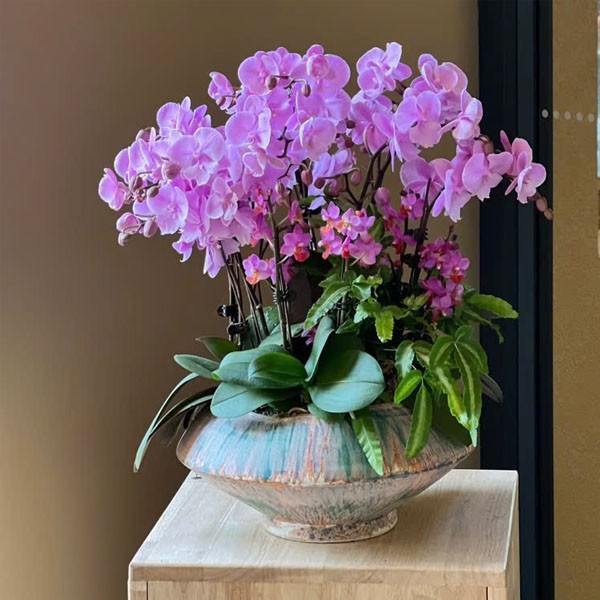 Chậu hoa lan hồ điệp - 677